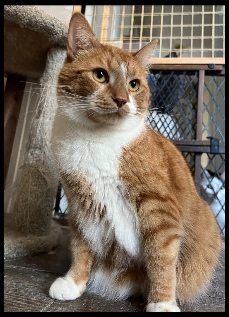 Enlarge Felix, a Adoptable Domestic Short Hair in Cleveland, OH image 1/4