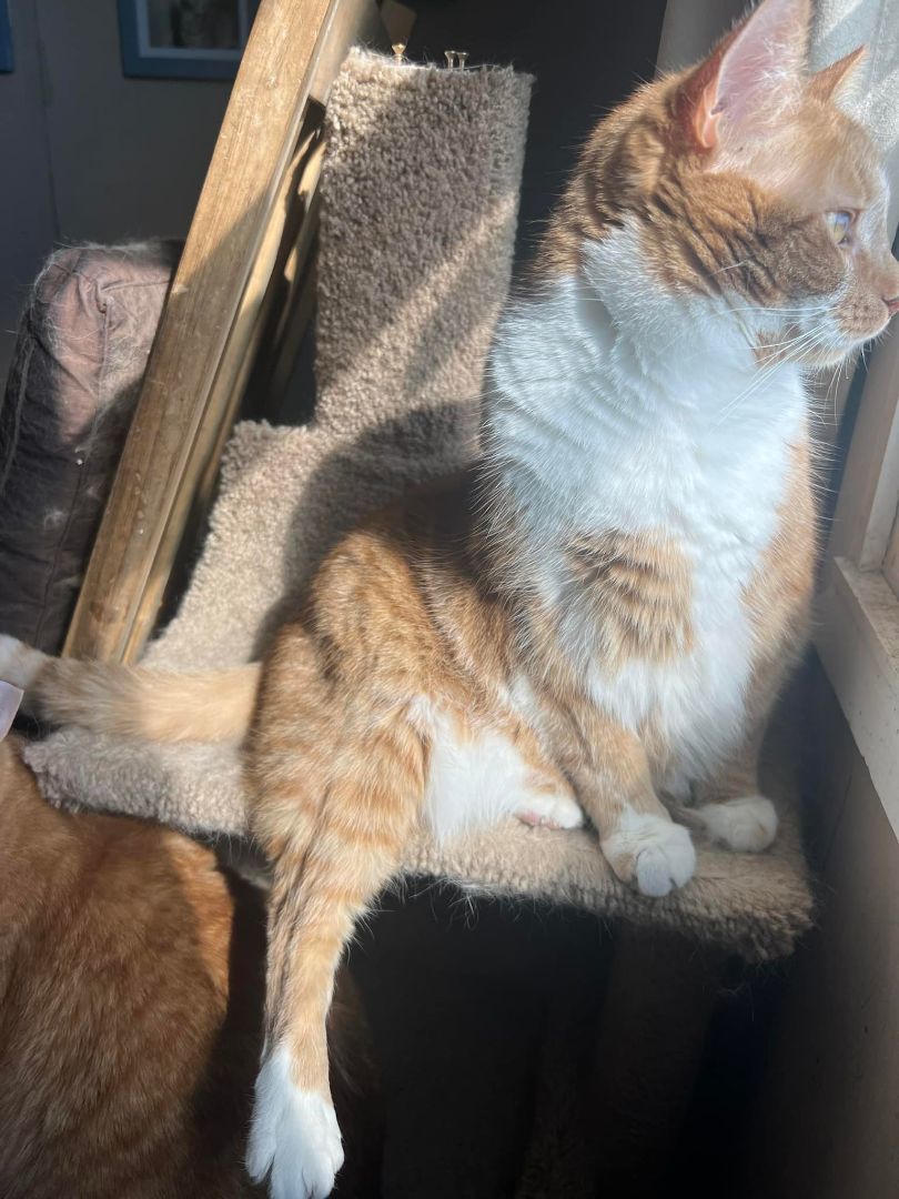 Enlarge Felix, a Adoptable Domestic Short Hair in Cleveland, OH image 3/4