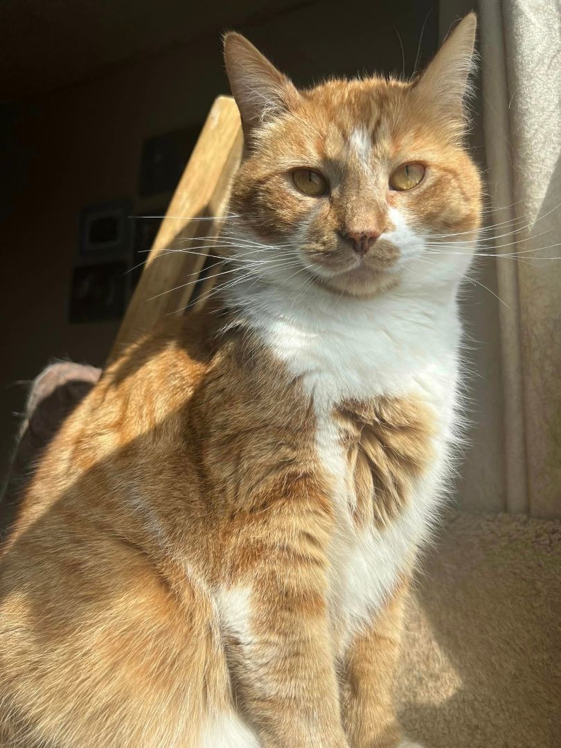 Enlarge Felix, a Adoptable Domestic Short Hair in Cleveland, OH image 4/4