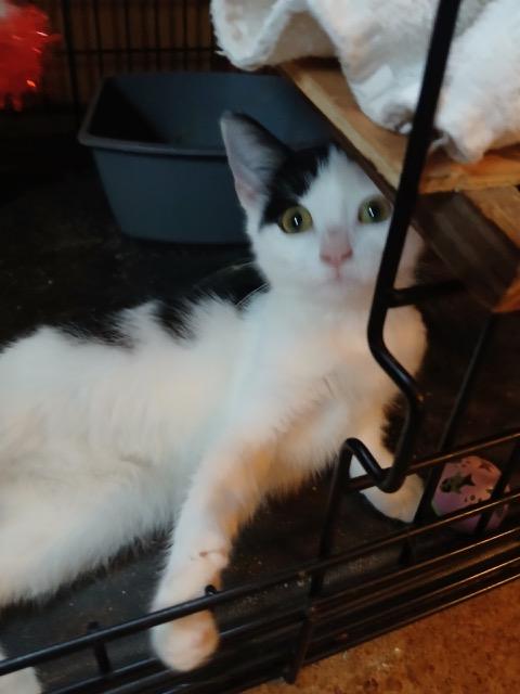 Enlarge Patches, a Adoptable mixed breed in Brockport, NY image 2/5