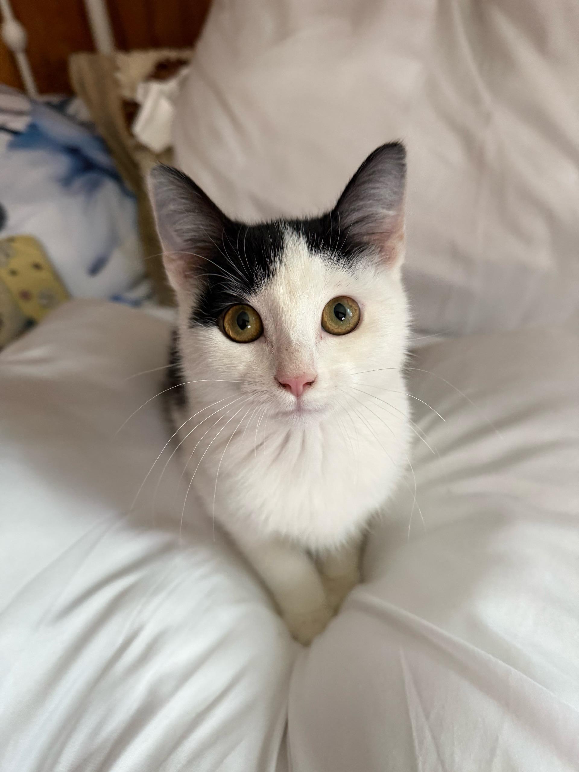 Patches, Adoptable, Young Female Domestic Short Hair.
