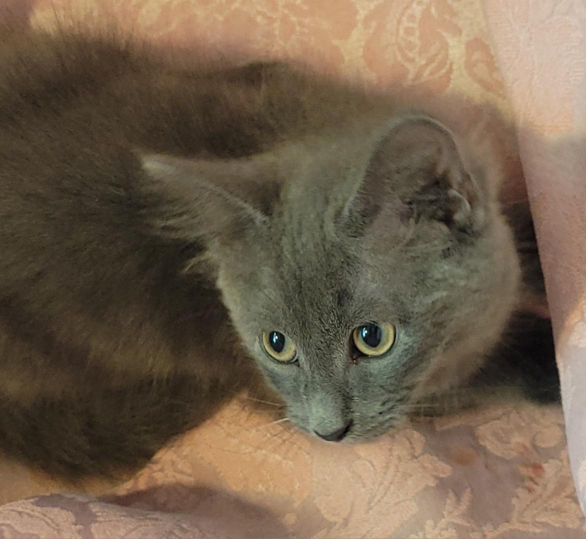 Asher , ADOPTABLE, Kitten Male Domestic Medium Hair.
