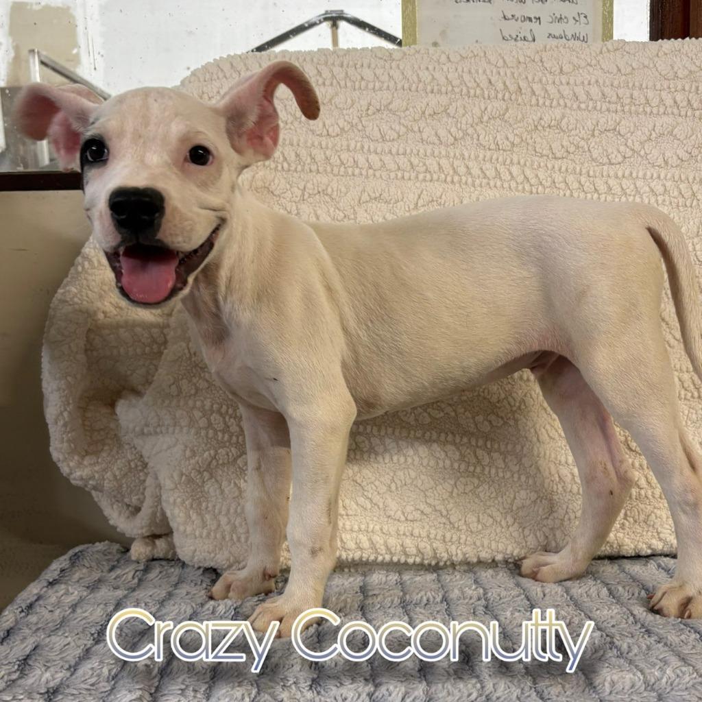 Crazy Coconutty, Adoptable, Puppy Male Pit Bull Terrier & Mixed Breed.