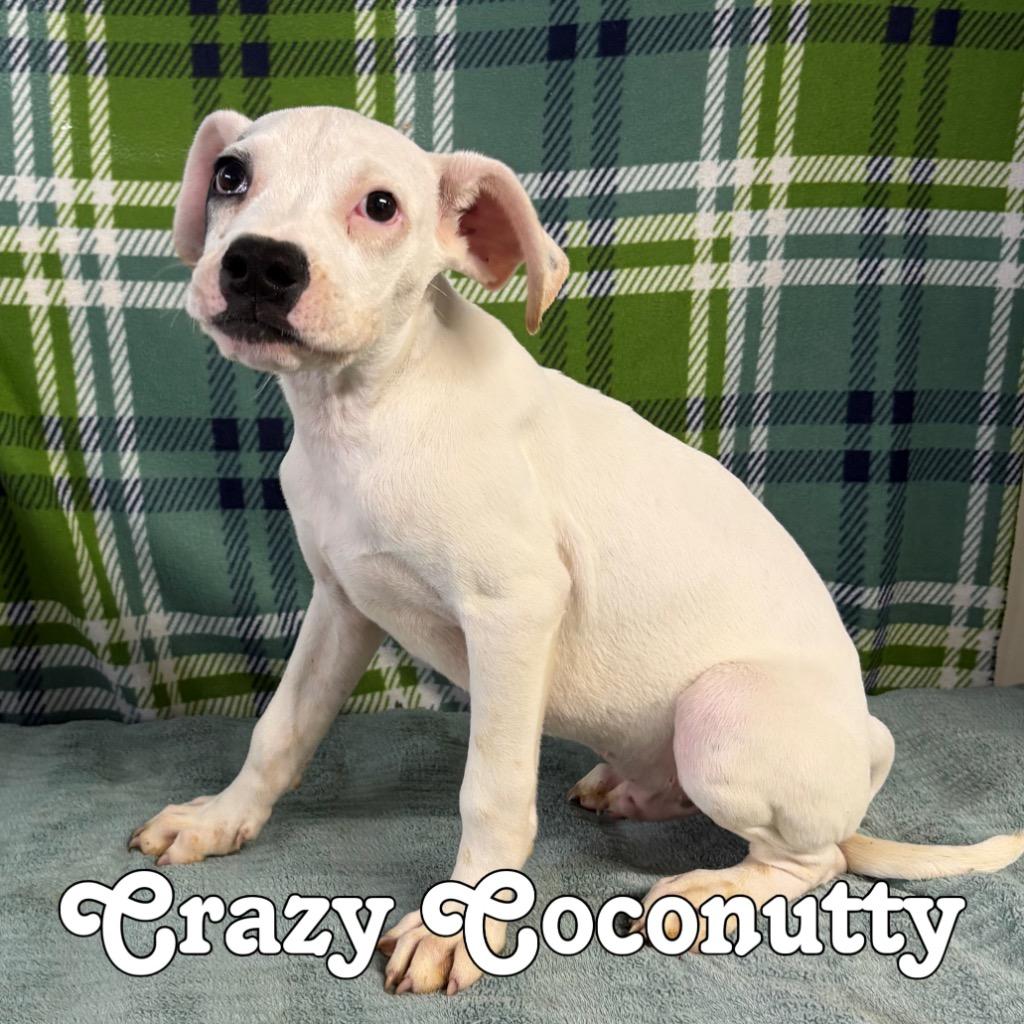 Enlarge Crazy Coconutty, a Adoptable mixed breed in Hillsboro, OH image 2/4