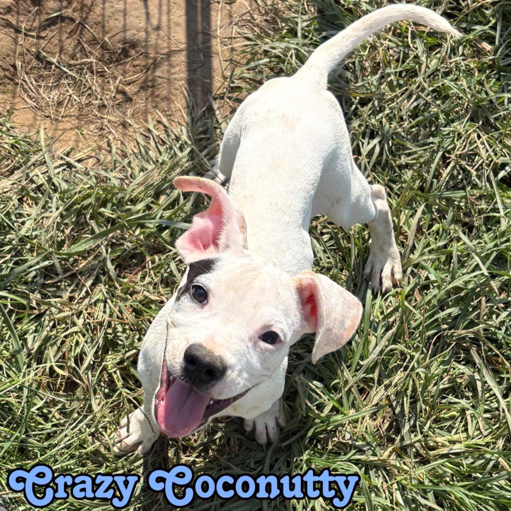 Enlarge Crazy Coconutty, a Adoptable mixed breed in Hillsboro, OH image 3/4