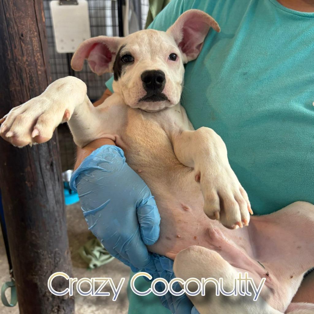 Enlarge Crazy Coconutty, a Adoptable mixed breed in Hillsboro, OH image 4/4
