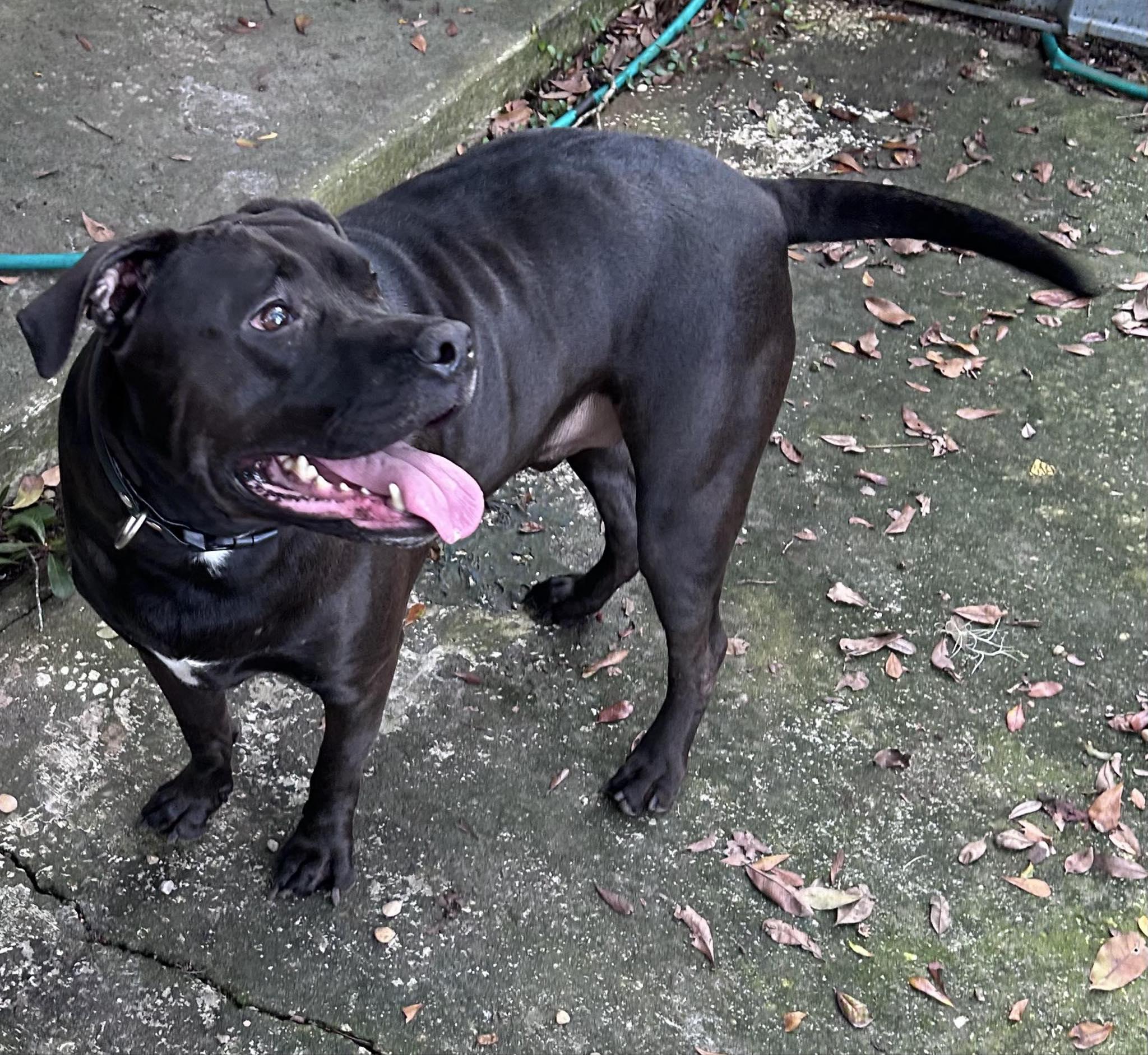 Emmitt!  Abandoned.  Please Consider This SWEET Boy!