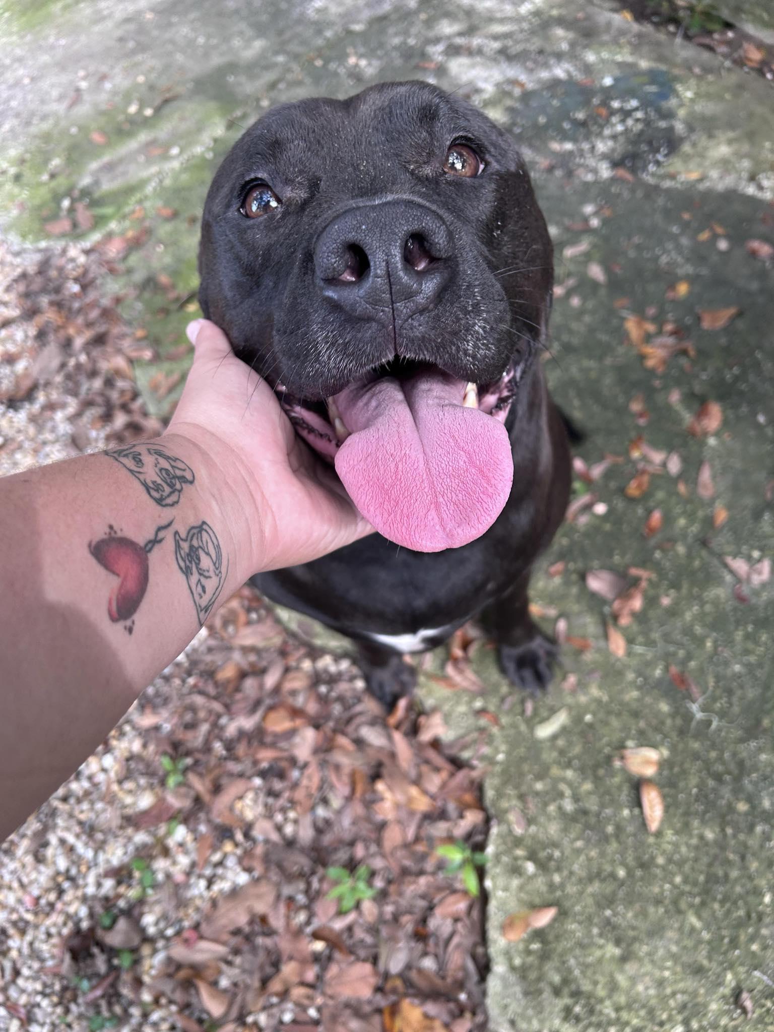 Emmitt! Abandoned. Please Consider This SWEET Boy!, a Adoptable mixed breed in St. Petersburg, FL image 1/3