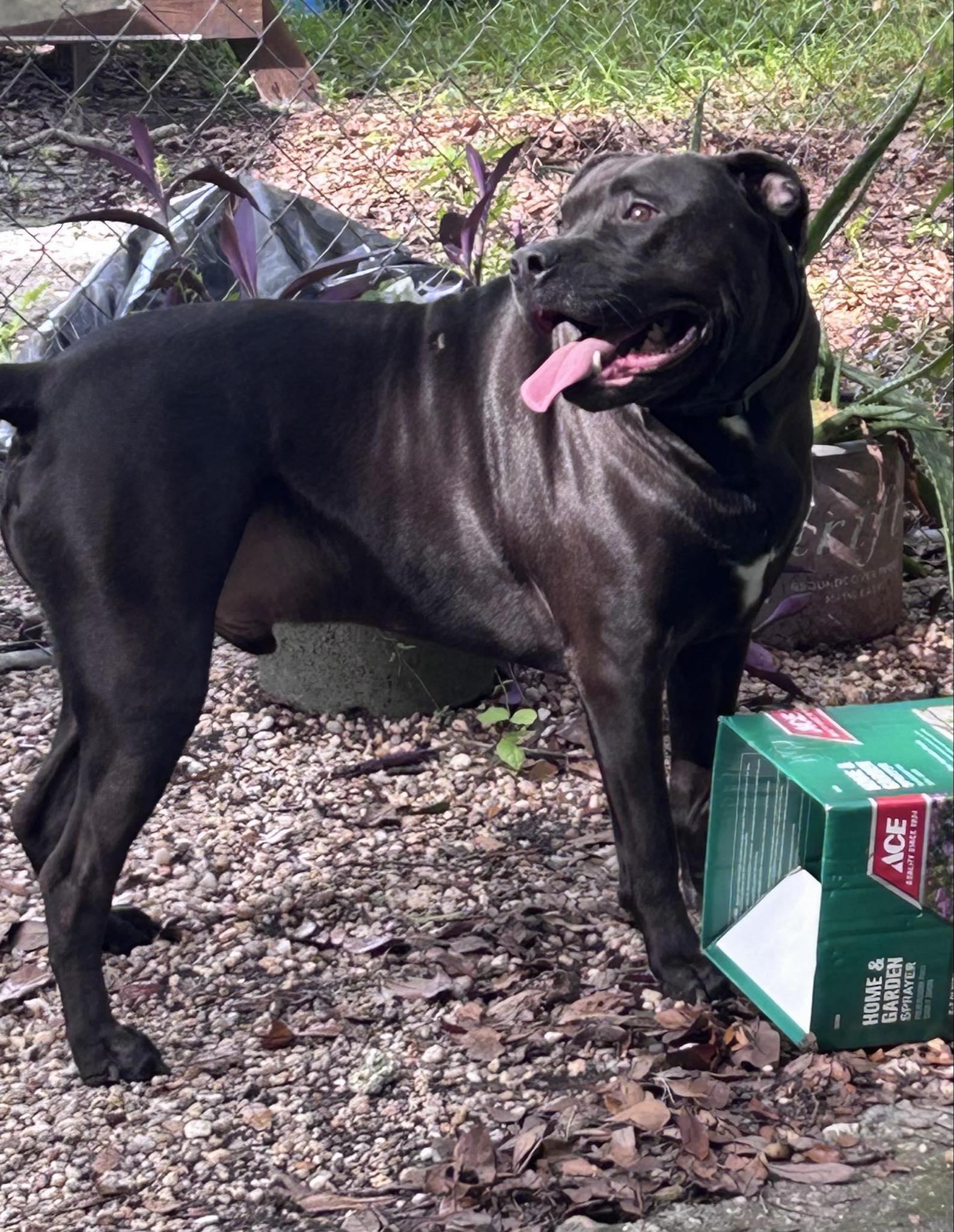 Emmitt!  Abandoned.  Please Consider This SWEET Boy!