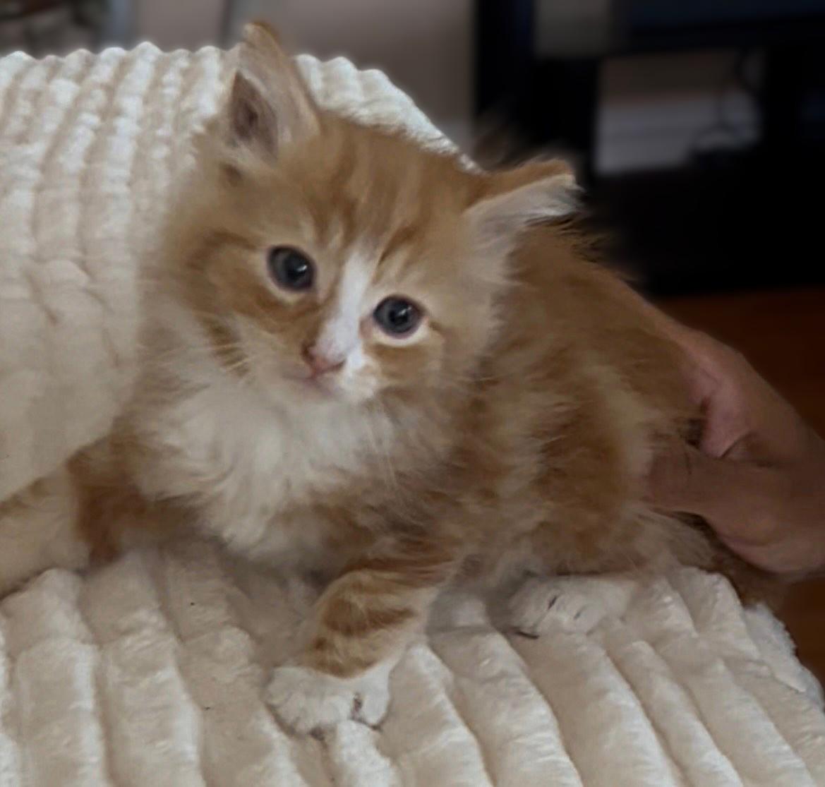 Enlarge Symon ( Pre-adoption ONLY), a Adoptable Domestic Long Hair in Allen, TX image 6/6