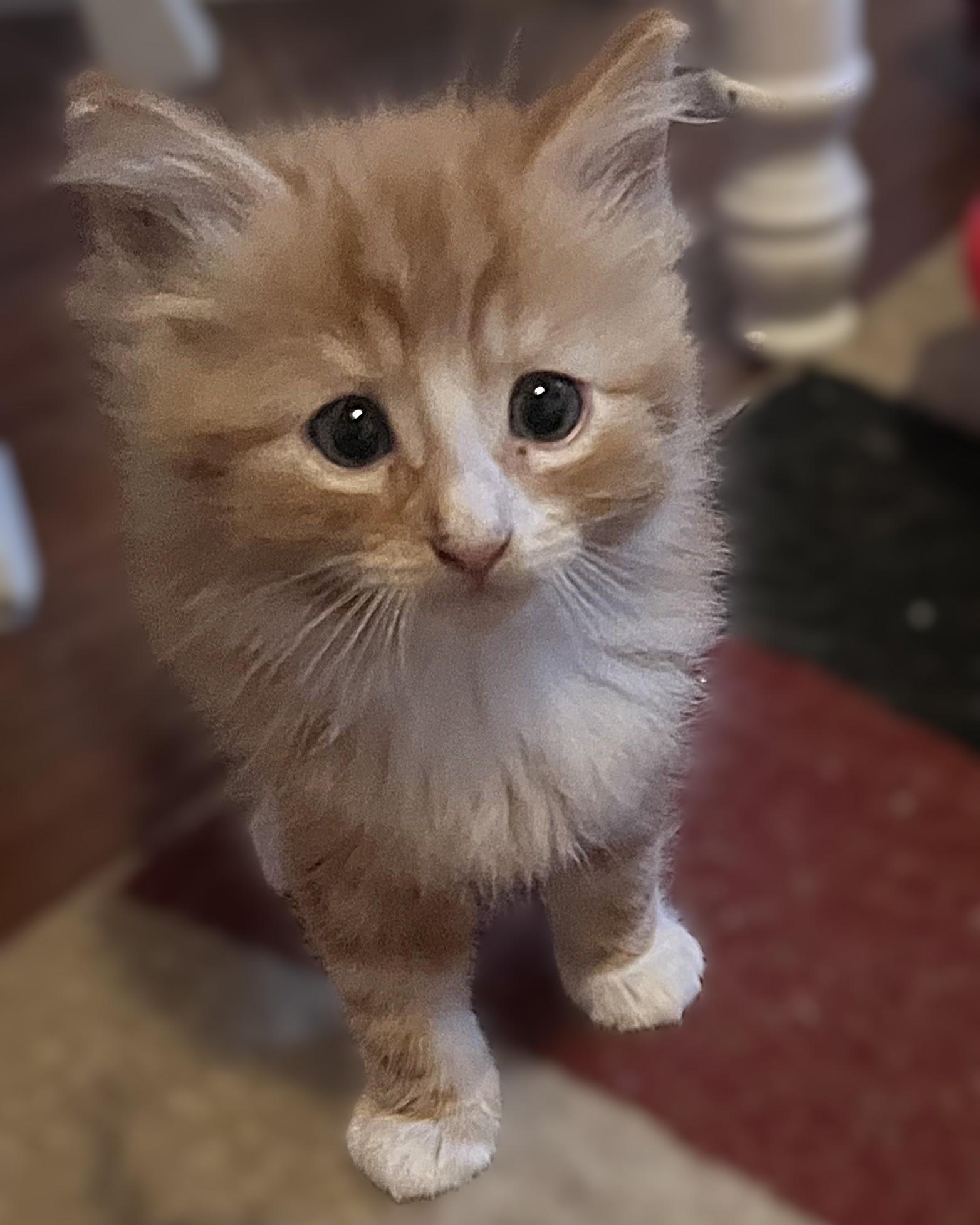 Symon ( Pre-adoption ONLY), Adoptable, Kitten Male Domestic Long Hair.