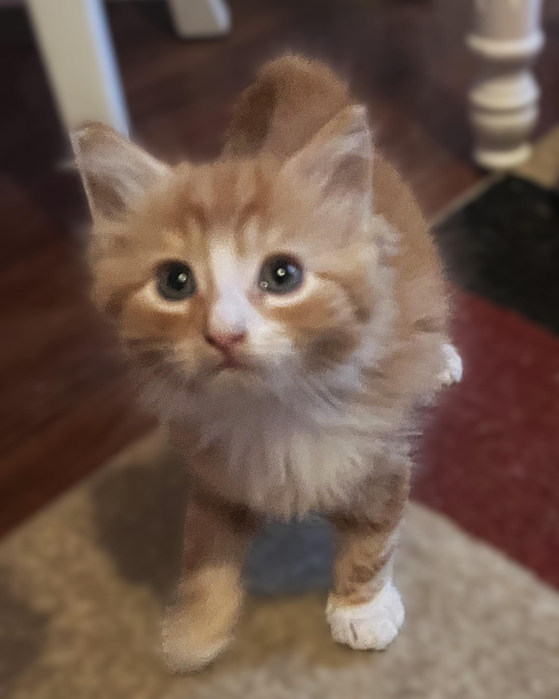 Enlarge Symon ( Pre-adoption ONLY), a Adoptable Domestic Long Hair in Allen, TX image 4/6