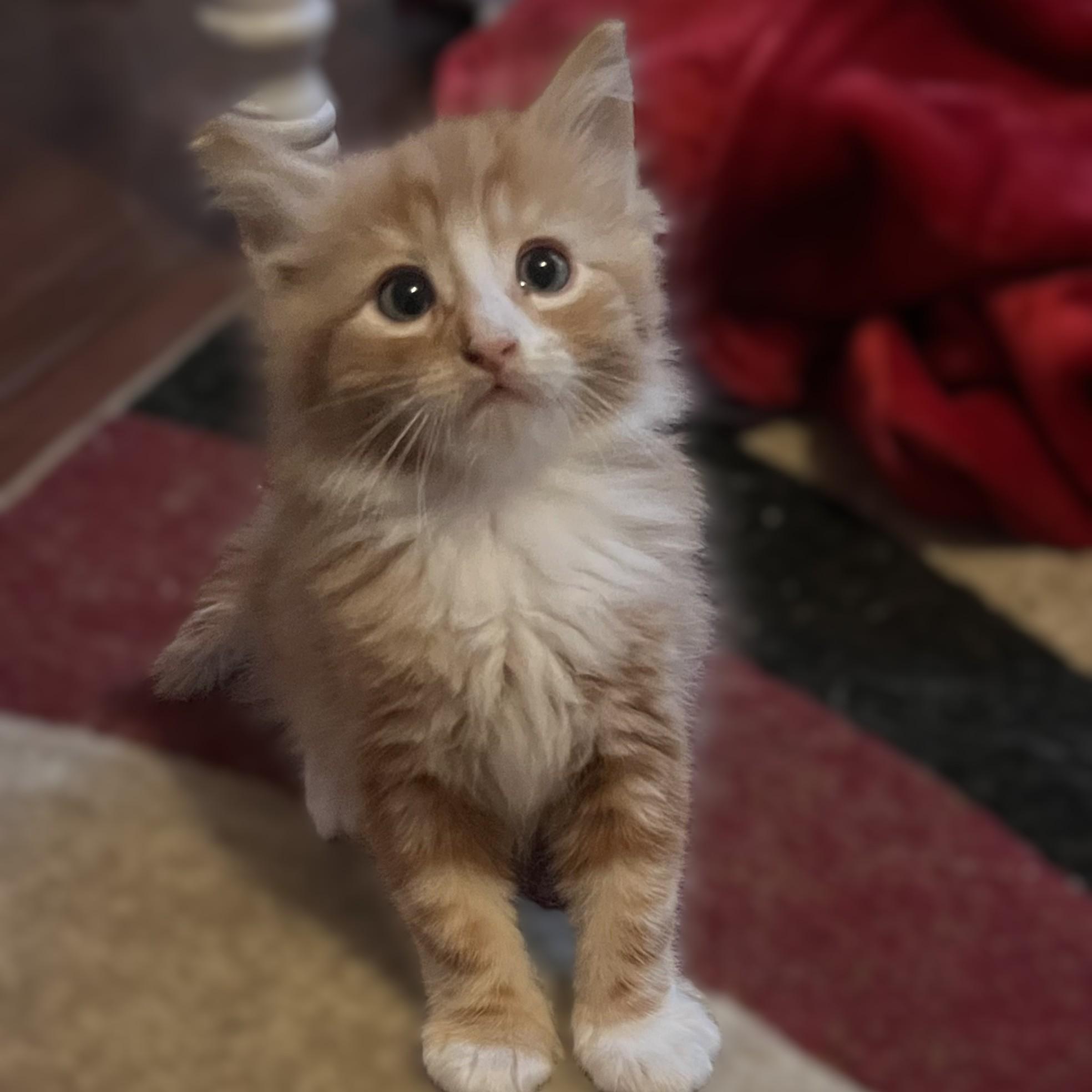 Enlarge Symon ( Pre-adoption ONLY), a Adoptable Domestic Long Hair in Allen, TX image 2/6