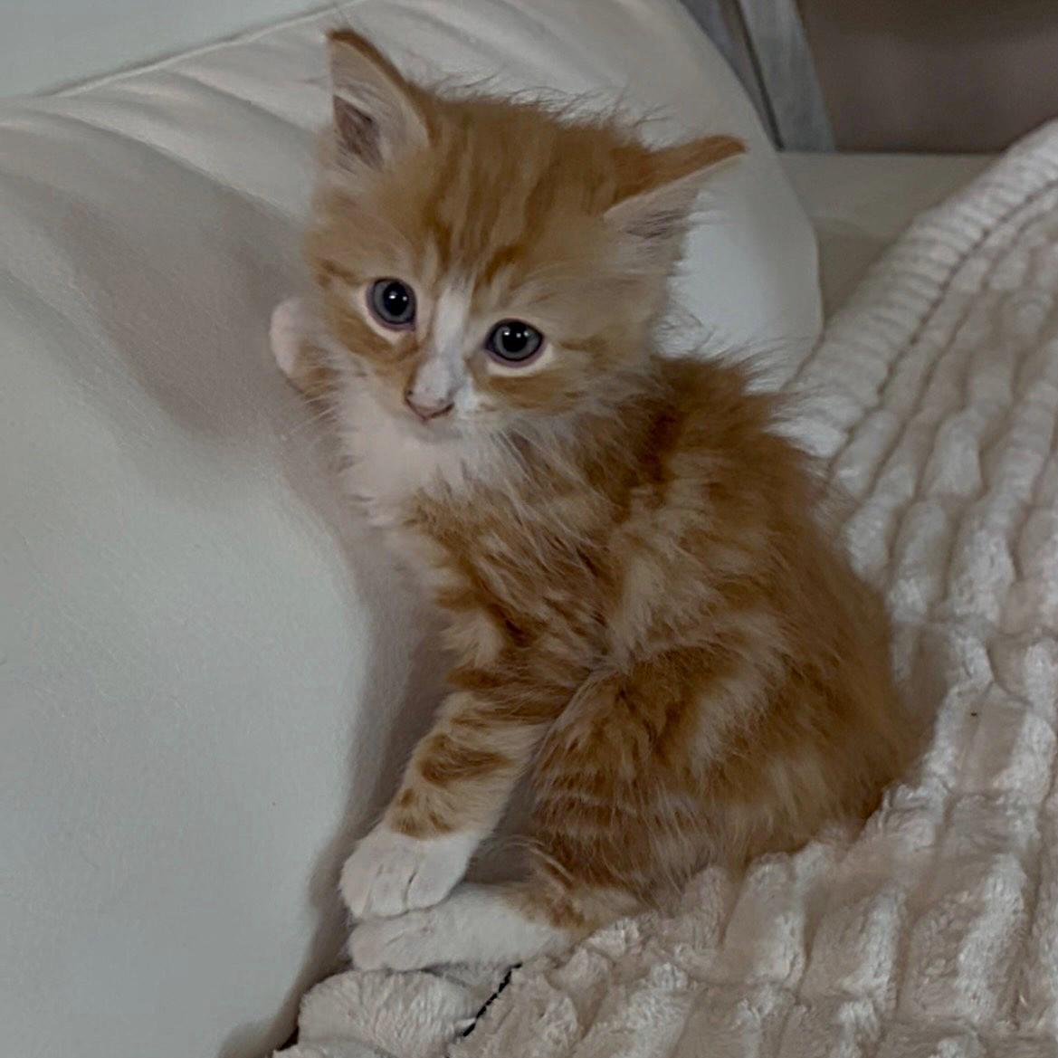 Enlarge Symon ( Pre-adoption ONLY), a Adoptable Domestic Long Hair in Allen, TX image 3/6