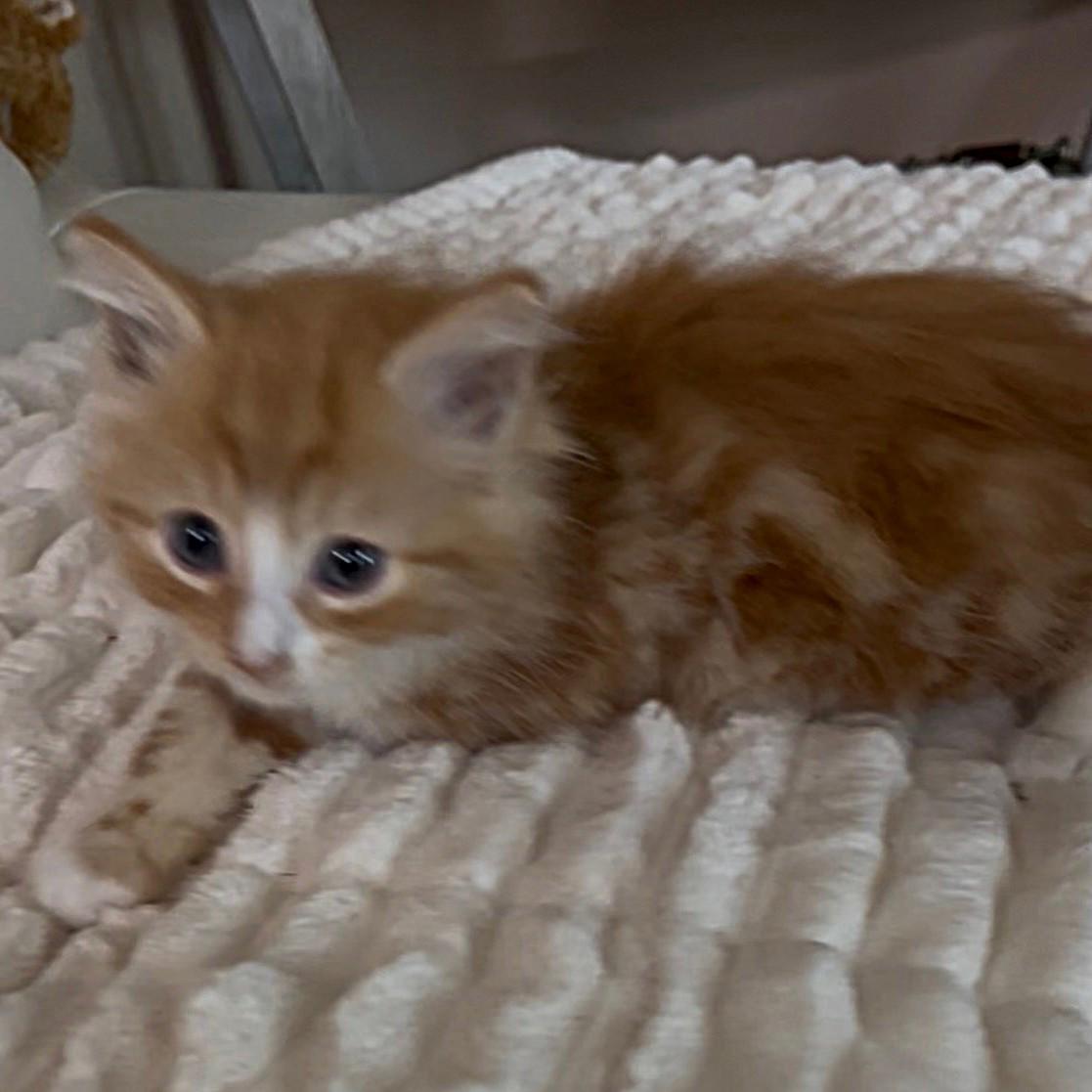 Enlarge Symon ( Pre-adoption ONLY), a Adoptable Domestic Long Hair in Allen, TX image 5/6