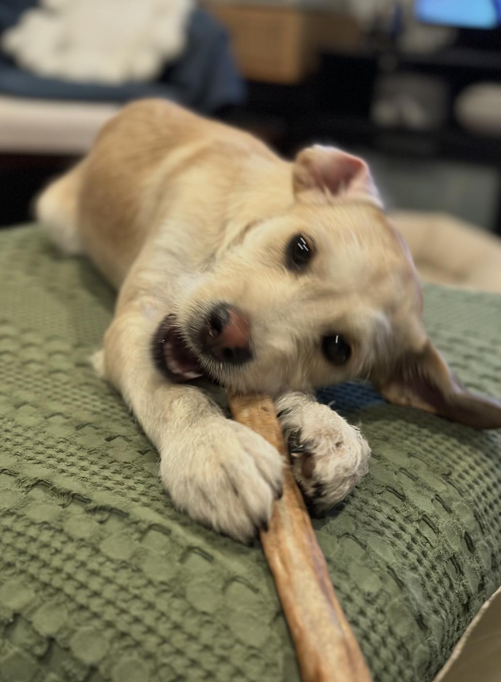 Enlarge Angie, a ADOPTABLE Terrier in Los Angeles, CA image 2/3