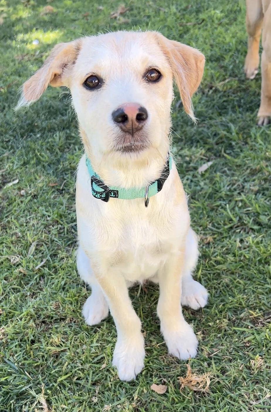 Enlarge Angie, a ADOPTABLE Terrier in Los Angeles, CA image 3/3