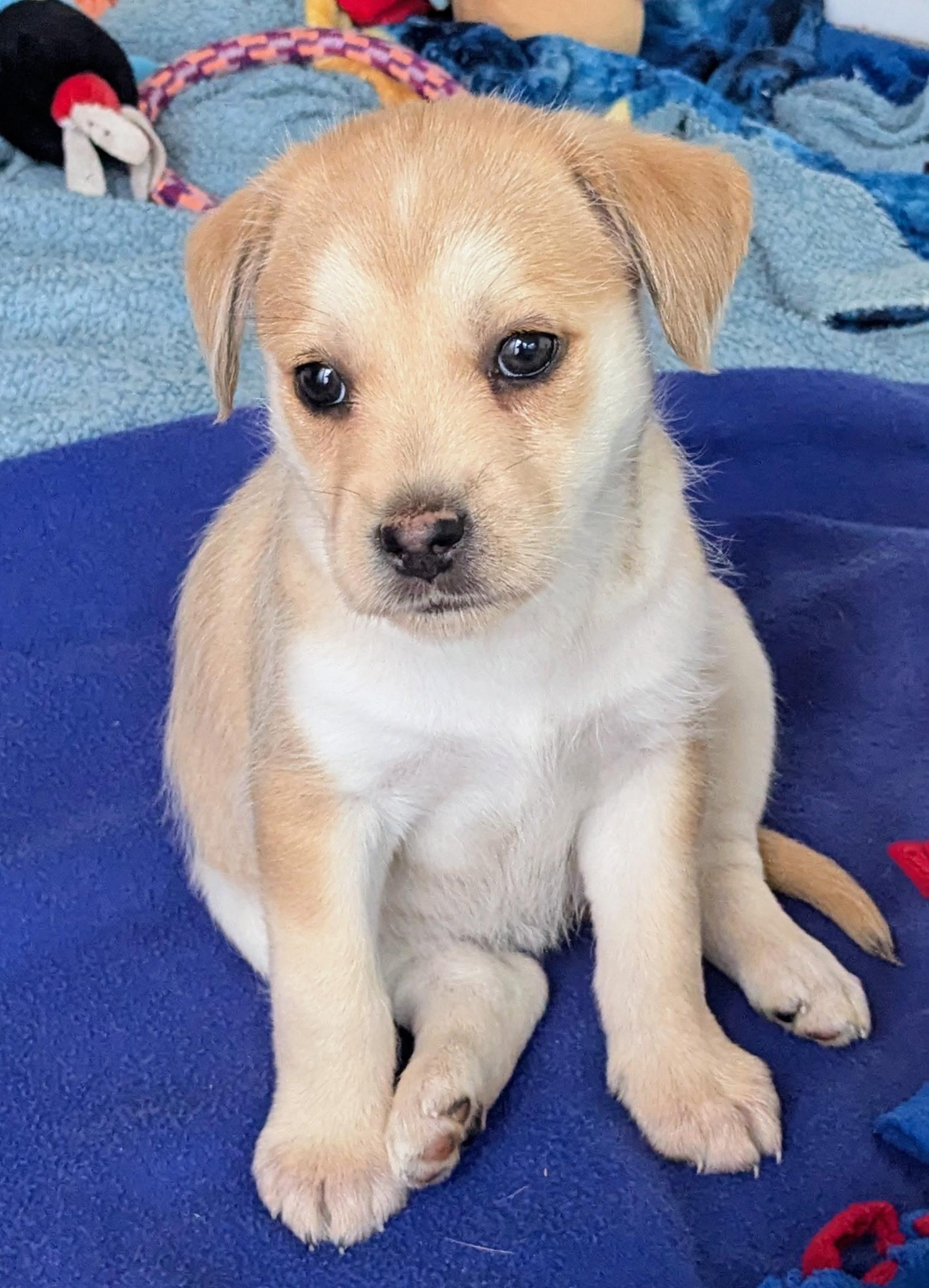Angie, a ADOPTABLE Terrier in Los Angeles, CA image 1/2