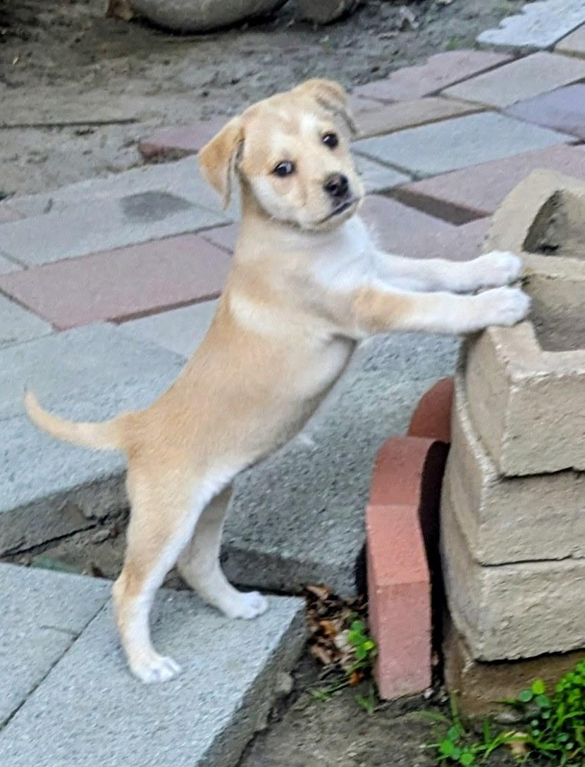 Angie, a ADOPTABLE Terrier in Los Angeles, CA image 2/2