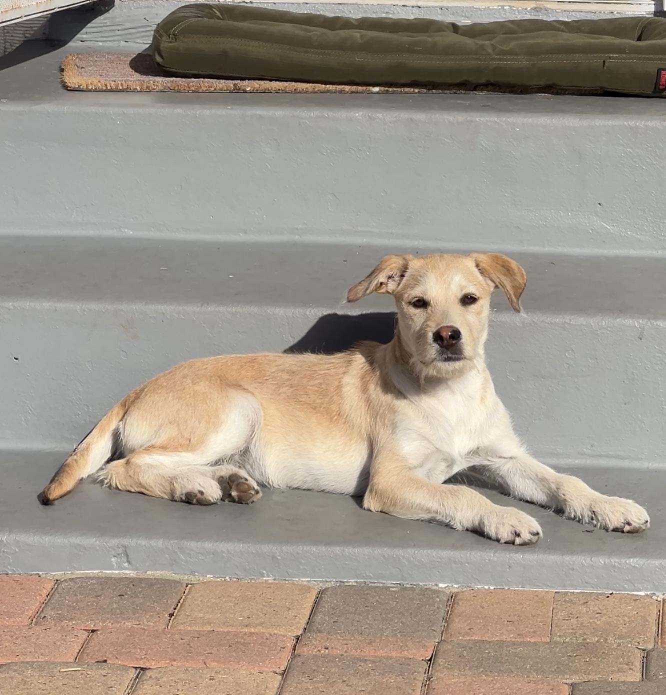 Angie, ADOPTABLE, Young Female Terrier.