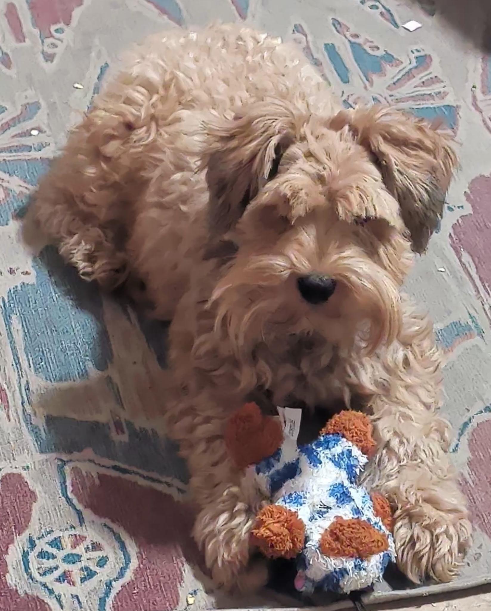 Red, Adoptable, Adult Male Schnauzer.