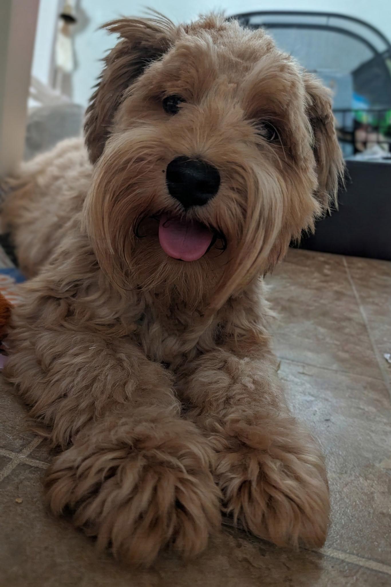 Enlarge Red, a Adoptable Schnauzer in West Valley, UT image 3/4