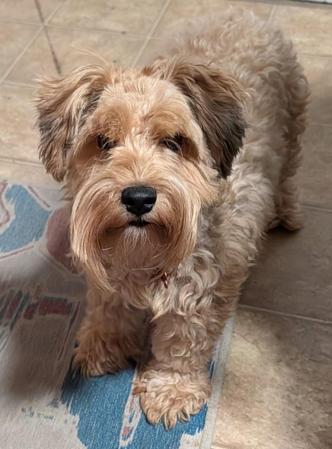 Enlarge Red, a Adoptable Schnauzer in West Valley, UT image 2/4