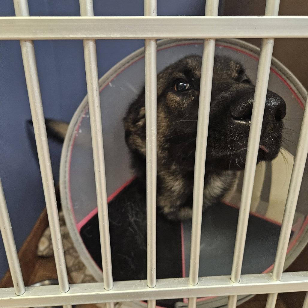 Rambo, Adoptable, Young Male German Shepherd Dog.