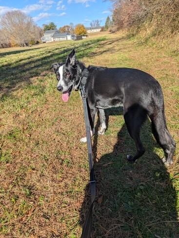 Buddy, a ADOPTABLE Border Collie in Blacksburg, VA image 1/4