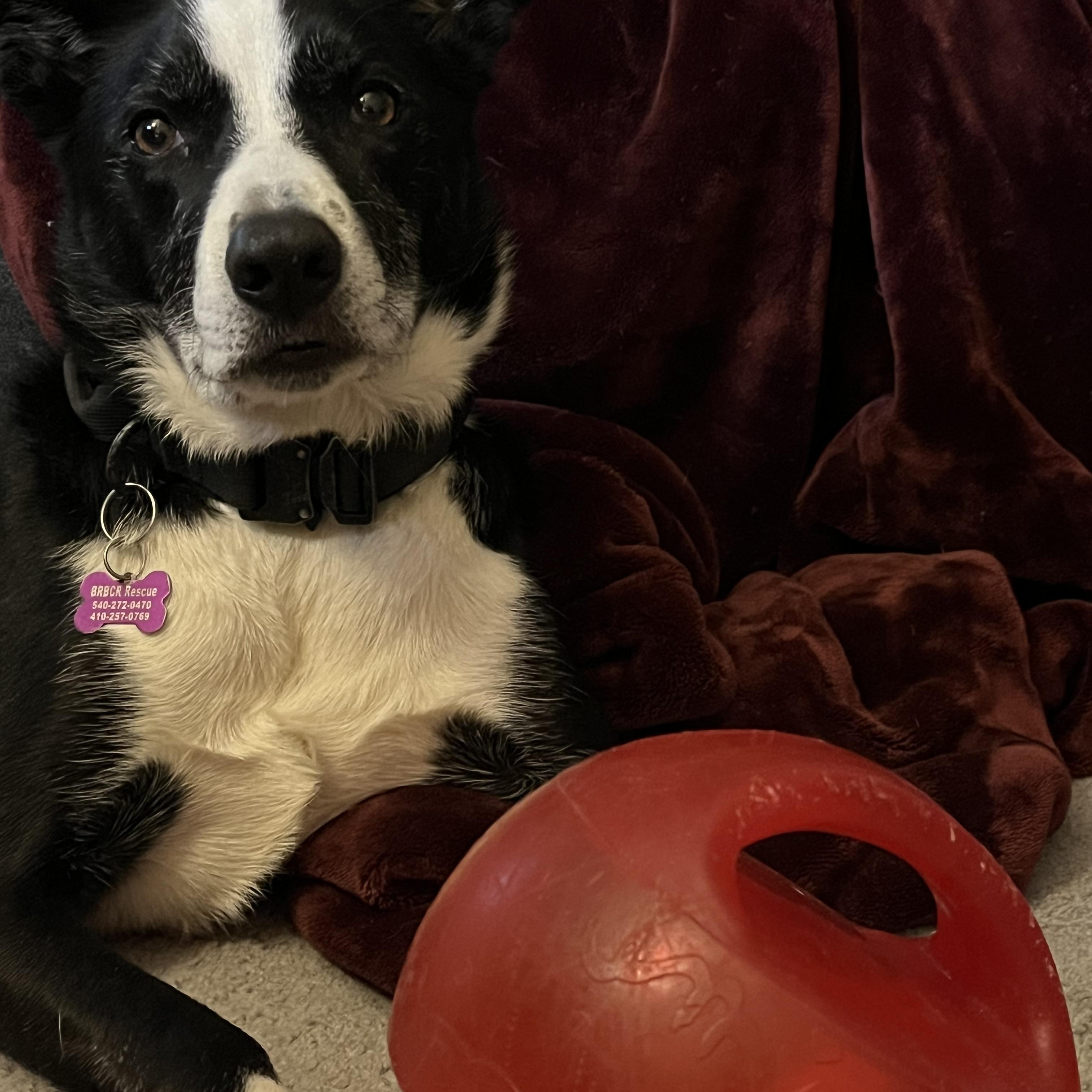 Buddy, a ADOPTABLE Border Collie in Blacksburg, VA image 2/4