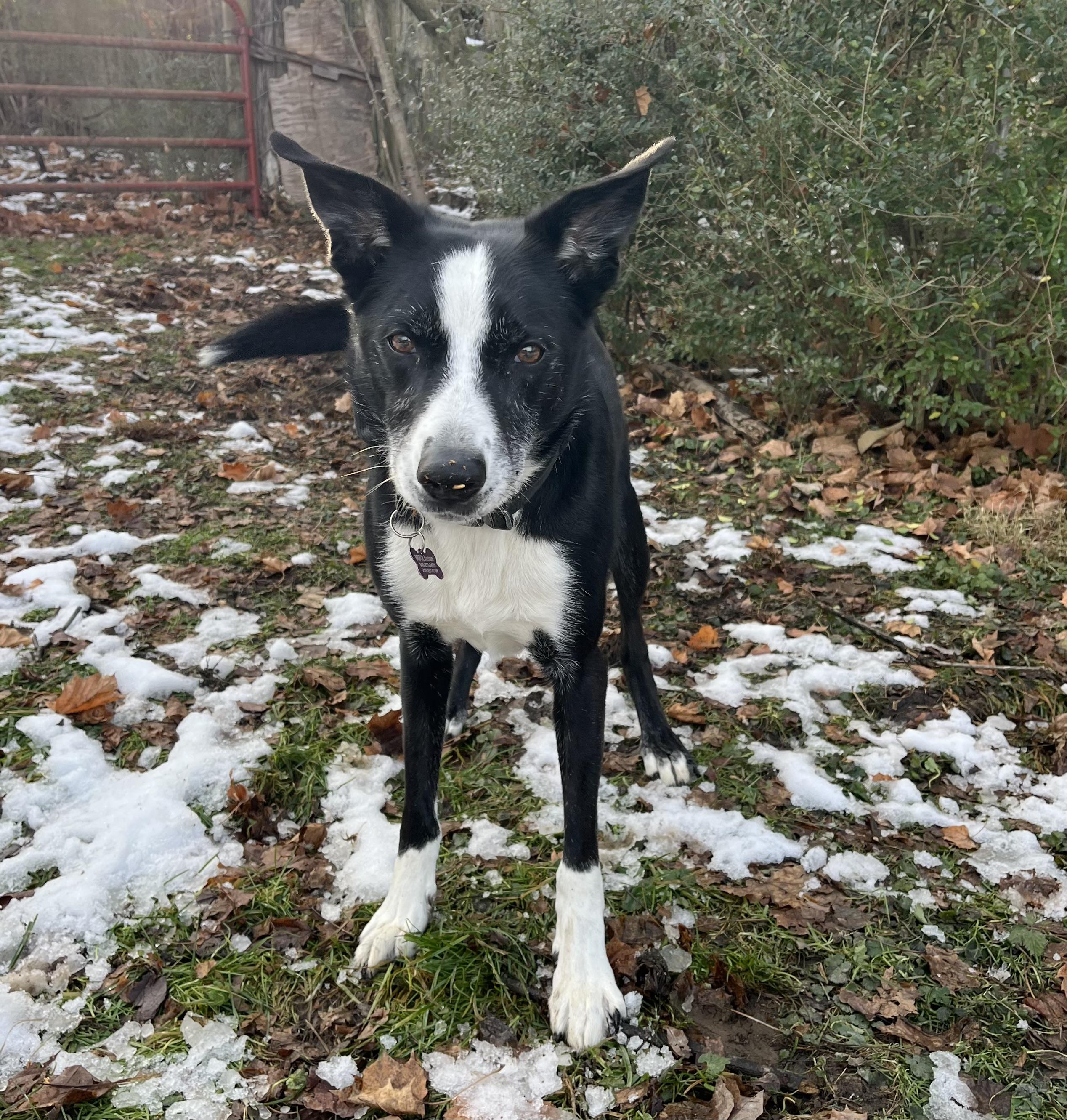 Buddy, a ADOPTABLE Border Collie in Blacksburg, VA image 3/4