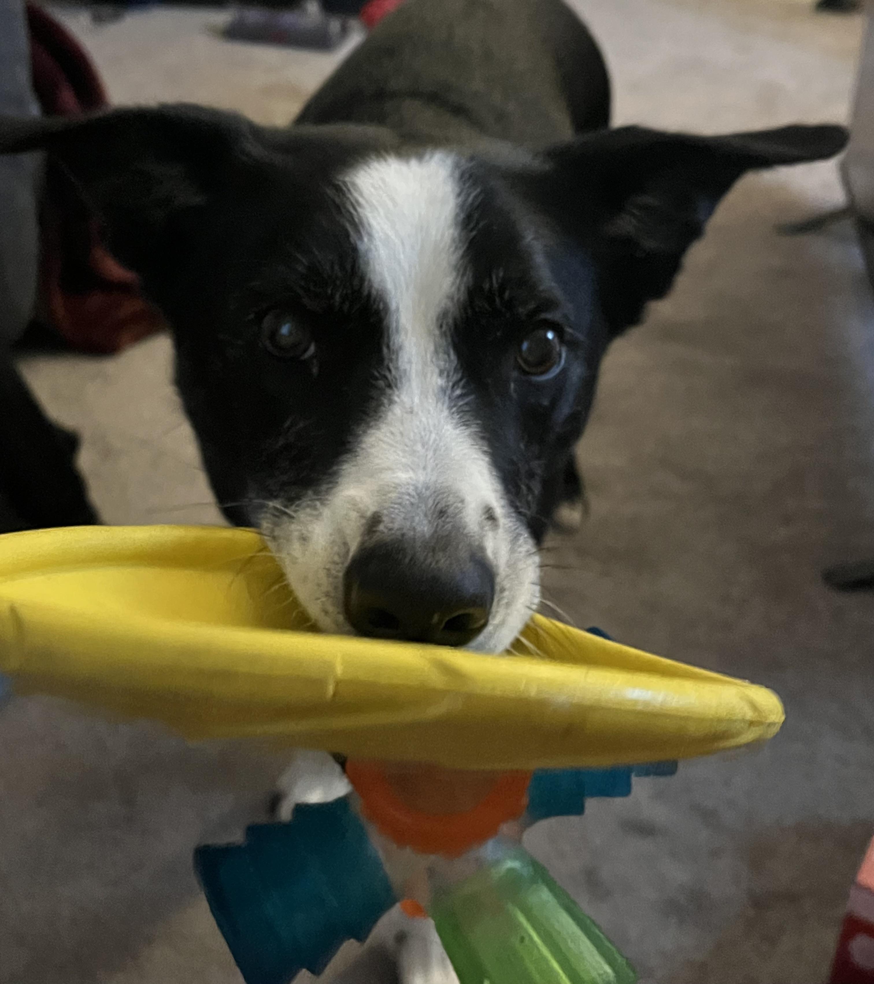 Buddy, a ADOPTABLE Border Collie in Blacksburg, VA image 4/4
