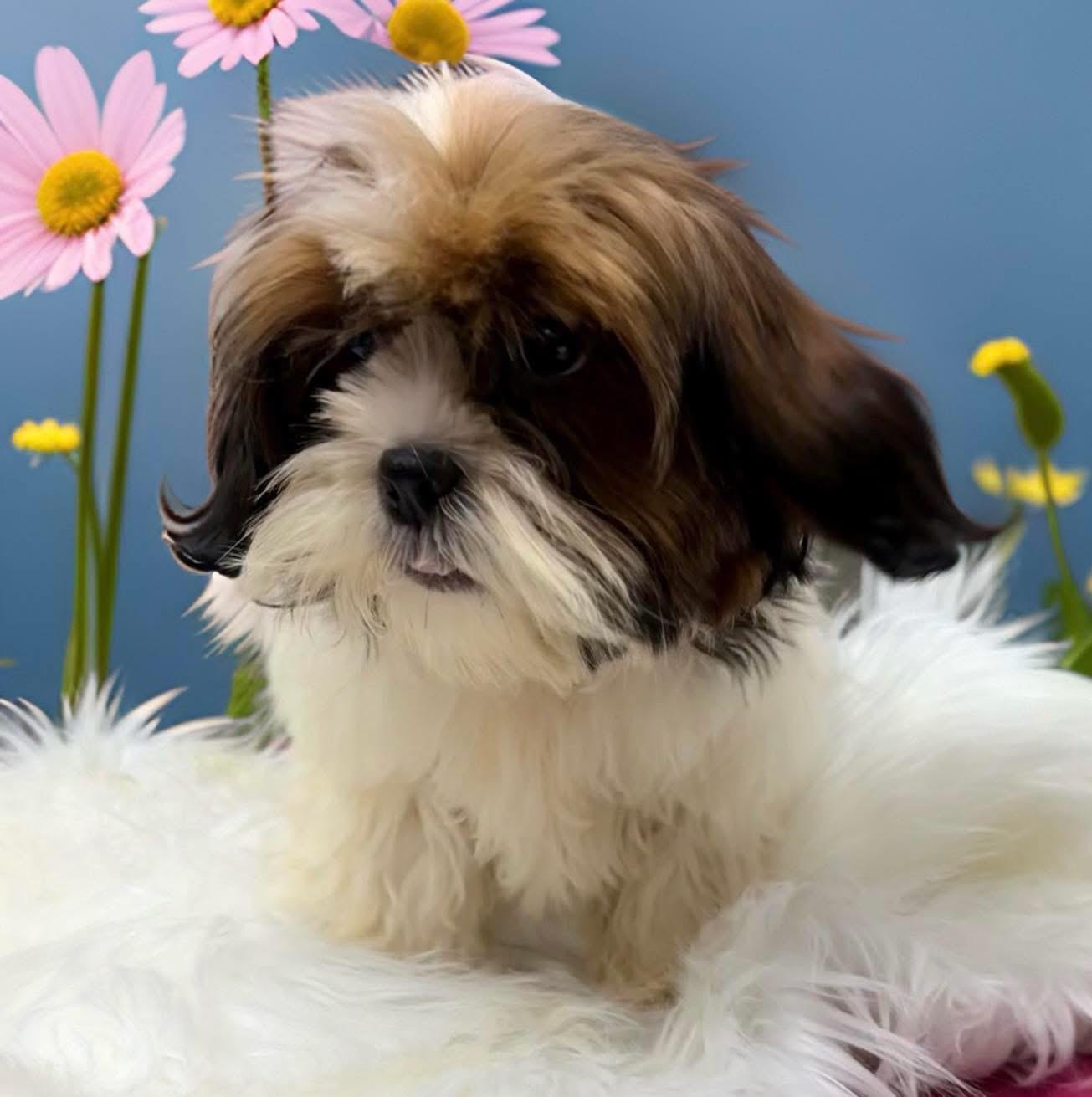 Enlarge Don, an adopted Shih Tzu in Mahopac, NY image 5/5
