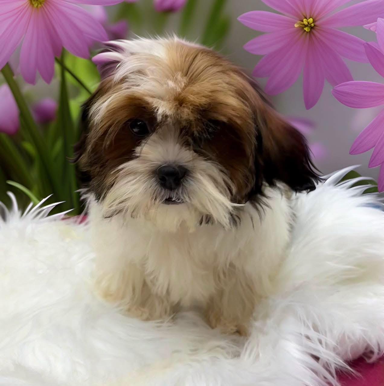 Enlarge Don, an adopted Shih Tzu in Mahopac, NY image 1/5