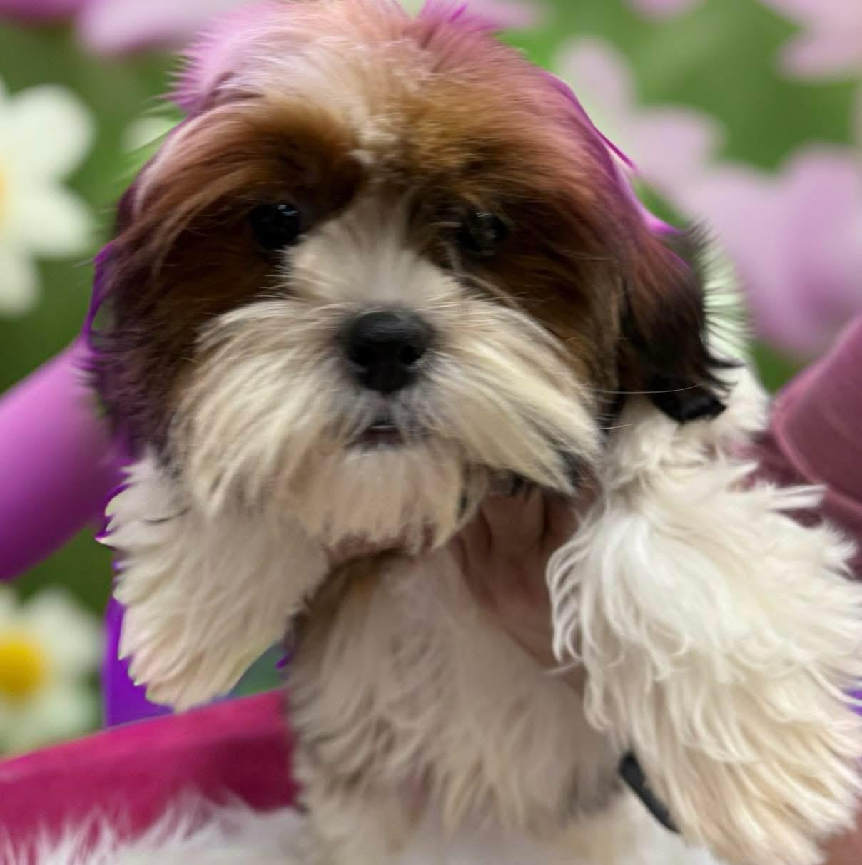 Enlarge Don, an adopted Shih Tzu in Mahopac, NY image 2/5