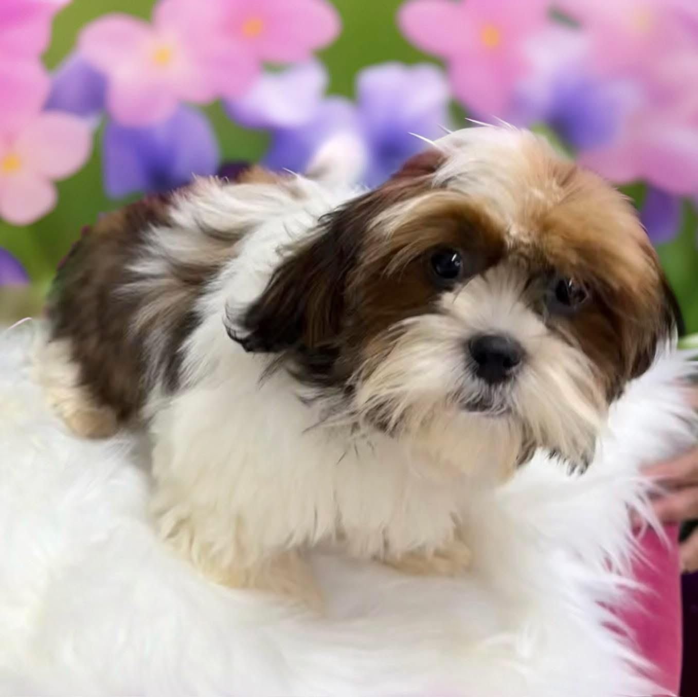 Enlarge Don, an adopted Shih Tzu in Mahopac, NY image 3/5