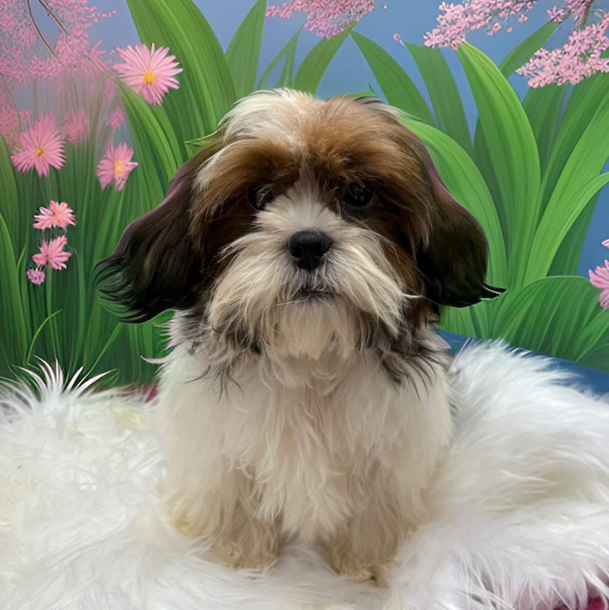 Enlarge Don, an adopted Shih Tzu in Mahopac, NY image 4/5