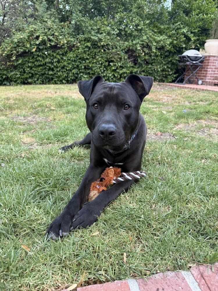 Raven FKA Florida, Adoptable, Adult Male Labrador Retriever & Mixed Breed.