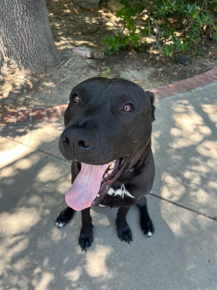 Raven FKA Florida, a Adoptable mixed breed in Studio City, CA image 2/6