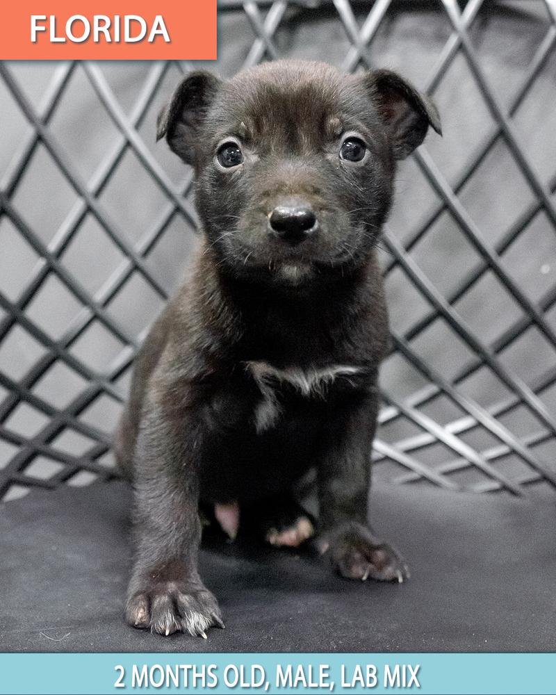 Raven FKA Florida, a Adoptable mixed breed in Studio City, CA image 3/6