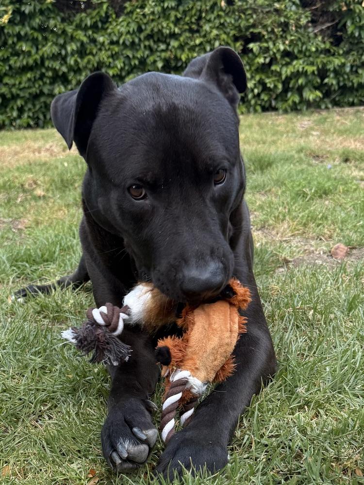 Raven FKA Florida, a Adoptable mixed breed in Studio City, CA image 4/6