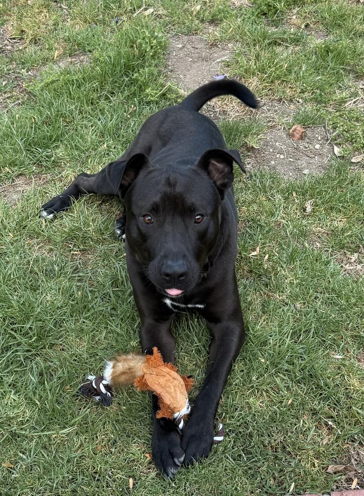 Raven FKA Florida, a Adoptable mixed breed in Studio City, CA image 5/6