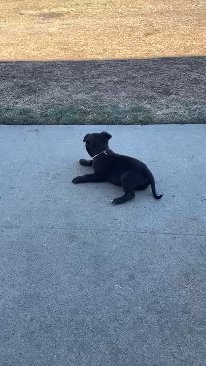 Enlarge Raven FKA Florida, a Adoptable mixed breed in Studio City, CA video 6/6