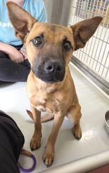 Flower, Adoptable, Young Female Shepherd.