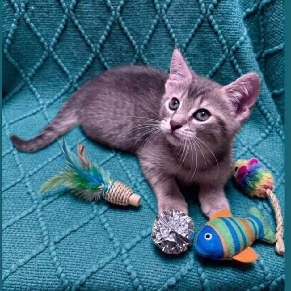 Enlarge Edison Adopted 10 14 26, a Adoptable Domestic Short Hair in Wyandotte, MI image 1/5