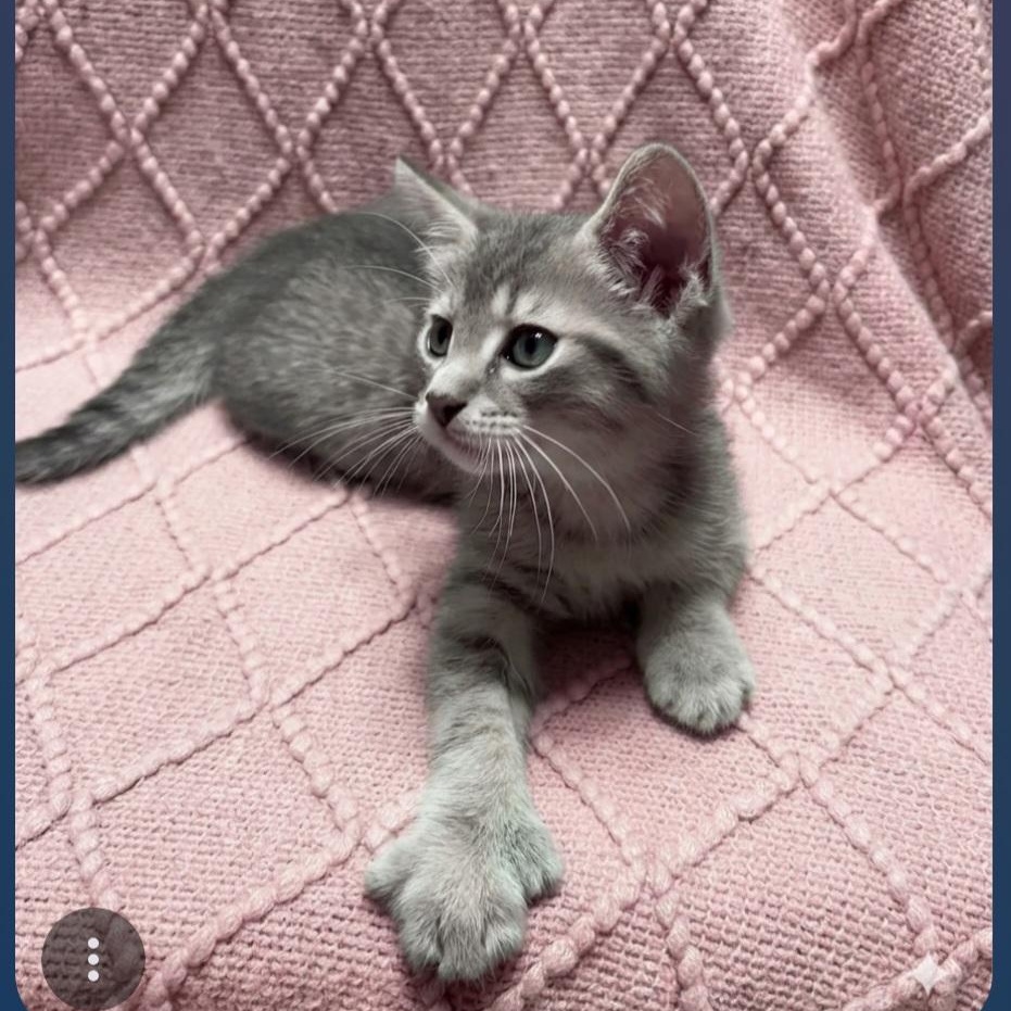 Enlarge Edison Adopted 10 14 26, a Adoptable Domestic Short Hair in Wyandotte, MI image 5/5