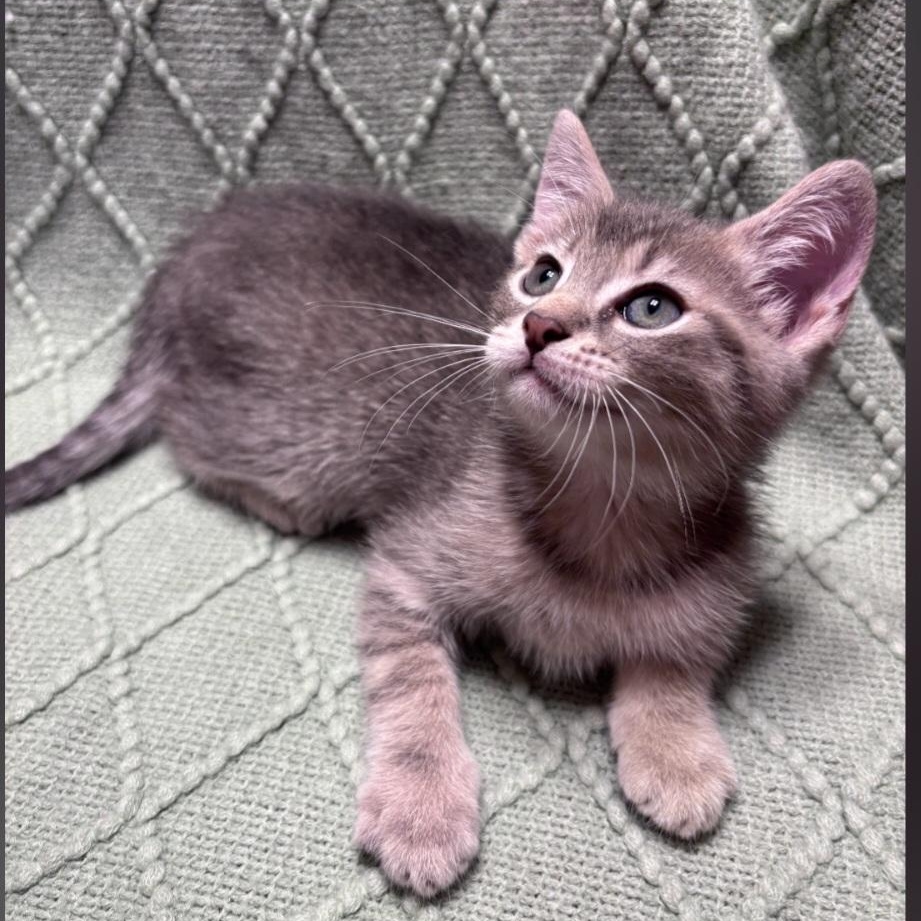 Enlarge Edison Adopted 10 14 26, a Adoptable Domestic Short Hair in Wyandotte, MI image 2/5