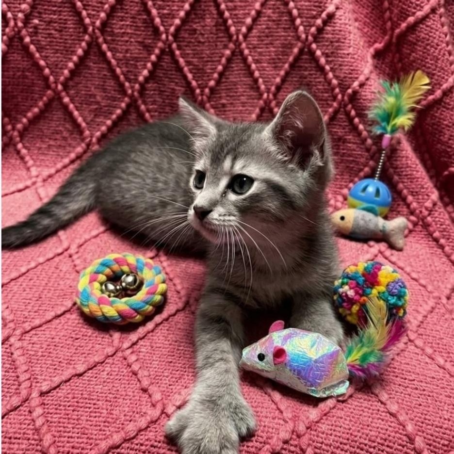 Enlarge Edison Adopted 10 14 26, a Adoptable Domestic Short Hair in Wyandotte, MI image 3/5