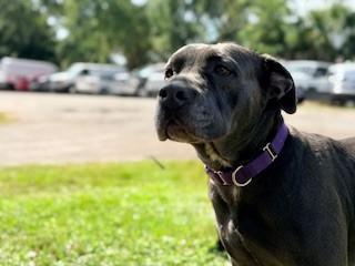 WREN, Adoptable, Adult Female Pit Bull Terrier.