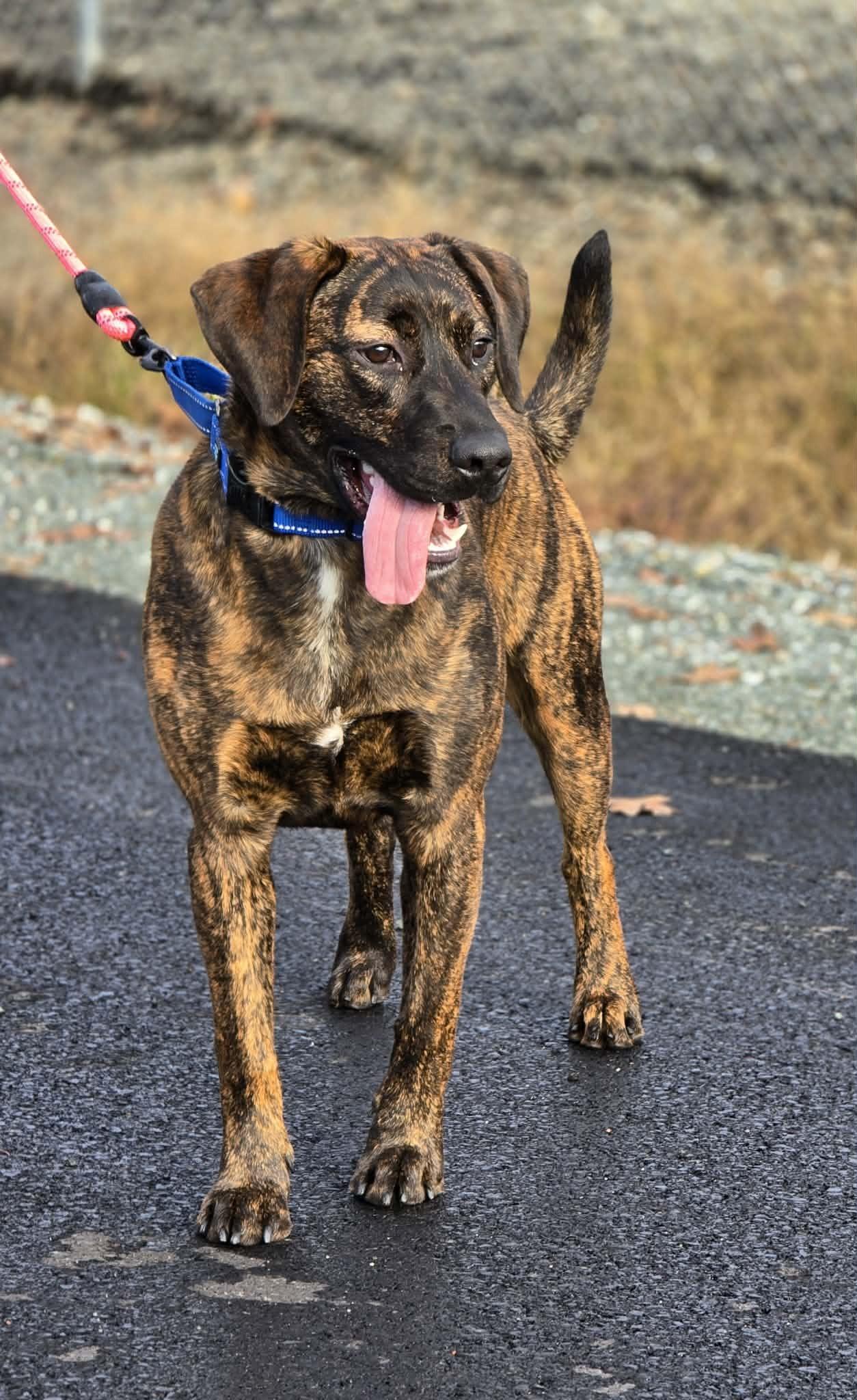Enlarge Slurpee, a Adoptable mixed breed in Grants Pass, OR image 1/4